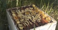 Beekeeping: Robbing the Bees.