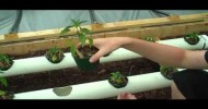 How To Hydroponics – S01E08 Preparing Plants For Hydroponics
