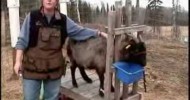 Combing Cashmere Goats – Part 1