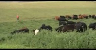 Idaho Beef – Grass Finished by Brady’s Beef