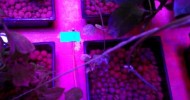 Hydroponics with LED Lighting and Sensors