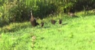 Wild Turkeys… loudavid001