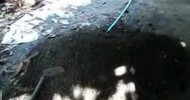 Beng Ngoun organic fertilizer producton and rolling