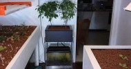 Indoor Aquaponic Garden #2(Worm Bin)