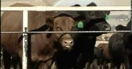 A Close-Up on Raising Beef