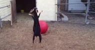 Best Use For A Yoga Ball, According To My Goats.