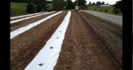 Building an organic garden with drip irrigation