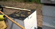 How Propolis is harvested. Bee Propolis or Honeybee Propolis by beekeeper Tim Durham Sr. WallsBeeMan