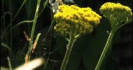 Joy of Gardening, BBC TV, produced and directed by Kerry Richardson