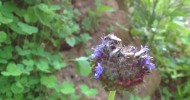 Not so solitary mason bees (?) sleeping together on chai at Mottainai Farm Japan