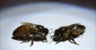 Queen bees saying hello.