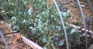 Fall Vegetable Gardening