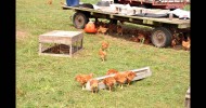 Cornell Small Farms/Chenango Grazing: Raising Pastured Poultry