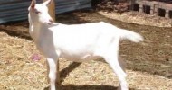 Mizoulea Dairy Goats SA