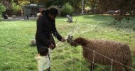 Project brings sheep and goats to French suburb
