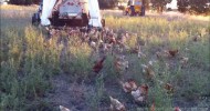 “Robertjayne Pastured Eggs” Hens In the Lucerne