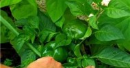 Vegetable Gardening : Vegetable Garden Companion for Planting Bell Peppers