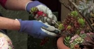 How to Get a Clipping of Sedum : Gardening & Flowers