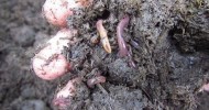 How to make a worm farm.. Easy as worm barrel for lawn clippings & garden scraps..