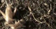 How to raise crickets (and worms)