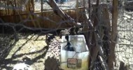 Chicken Ranch: Turkeys and Ducks in May #turkey #duck #jpc