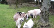 Guardbridge Hotel Pygmy’s meet Dairy Goats