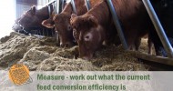 Tried & Tested Feed Planning for Cattle and Sheep