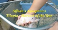 Affnan’s Aquaponics – Tilapia Harvest of the Year 31st Dec 2010