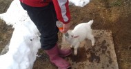 Feeding baby Nigerian Dwarf goats