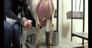 Dairy Goat Milking Procedures