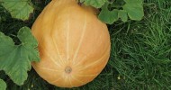 Growing Pumpkins in Hydroponics #5