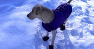 Northern Maine Homesteading…Sam Dog’s Snow Adventures