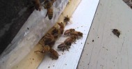 Bees doing well at 8100 ft 2014Mar26