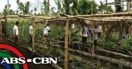 Yolanda survivors tries organic farming