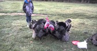 Smiths backyard turkeys