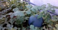 Aquaponics update 09-16-2012