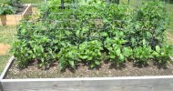 Garden Update #3 – May 16th 2011 – Raised Bed Vegetable Gardening