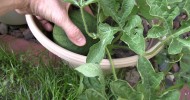 Growing in Pots – Update – Watermelon, Okra, Kale, Cabbage & Squash