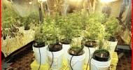 Marijuana Aquaponics vs Hydroponic Systems