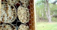 Mason bees beginning to nest in tubes April 2012