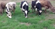 Organic Dairy Cows on Pasture