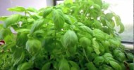 Aquaponics Harvesting Basil