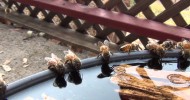 Bees Drinking Water HD