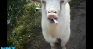 Funny Goats Video – Funny Goat Videos Ever – Funny Animals Video Compilation