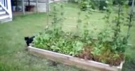 Garden Update #3 – May 30th, 2010 – Raised bed and container vegetable gardening