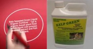 Kelp Seaweed Green Liquid Organic Fertilizer – 1qt – www.pestrong.com