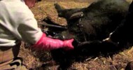 Mamma Cows Giving Birth To Baby Calves On A Farm