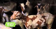 MKULIMA NI UJUZI SSN2 EPS 5 GOATS