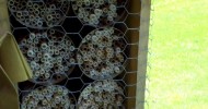 My mason bees emerging, mating, and nesting- May 2013- solitary native bee pollinators