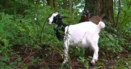 Organic Weed Control 100% natural, Convert Weeds to Fertilizer with goats